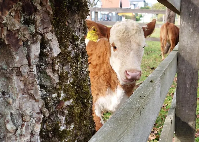 Bauernhof Hofmayer Sankt Kanzian am Klopeiner See