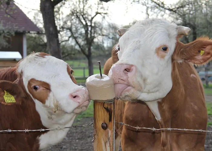 Bauernhof Hofmayer Sankt Kanzian am Klopeiner See